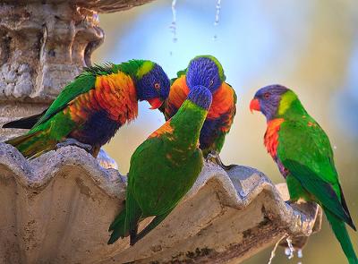Beautiful Birds In Australia