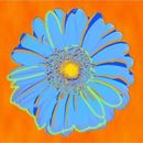 Orange and blue pop art daisy picture