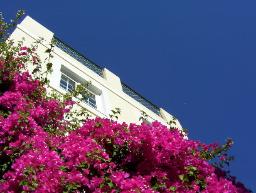 Bougainvillea villa