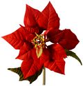 Red poinsettia