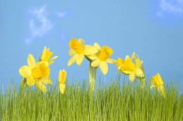 Daffodils