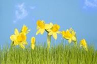 Daffodils e-card