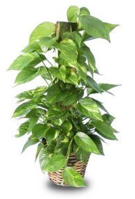 Pothos Plant