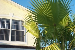 House Front With Palm Leaf