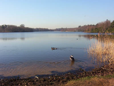 Lake at Virginia Water, Surrey