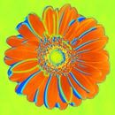 Orange and green pop art daisy picture