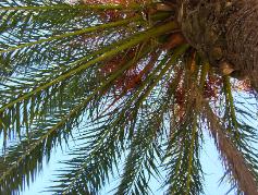 Palm tree and sky