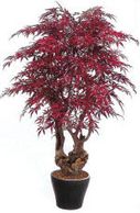 Silk Japanese maple plant