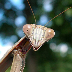 Praying Mantis