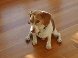 Beagle on wooden floor
